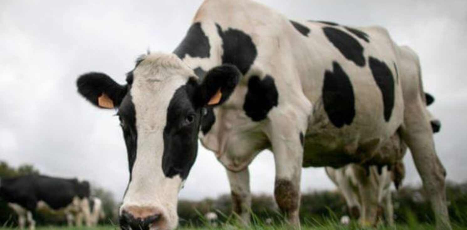 Cow