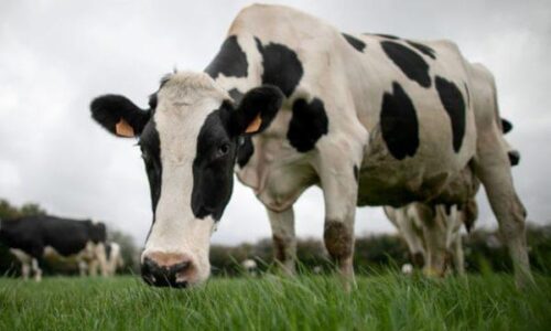 Cow