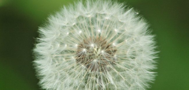 Dandelion
