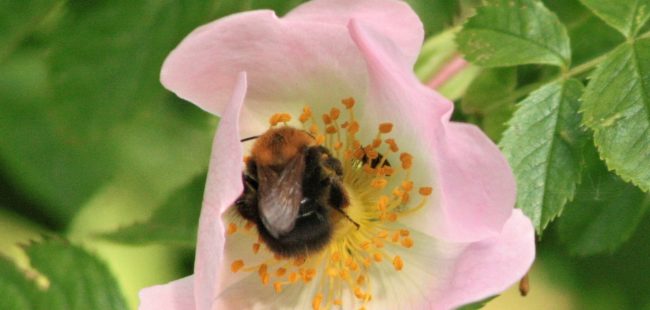 Bee on a flower