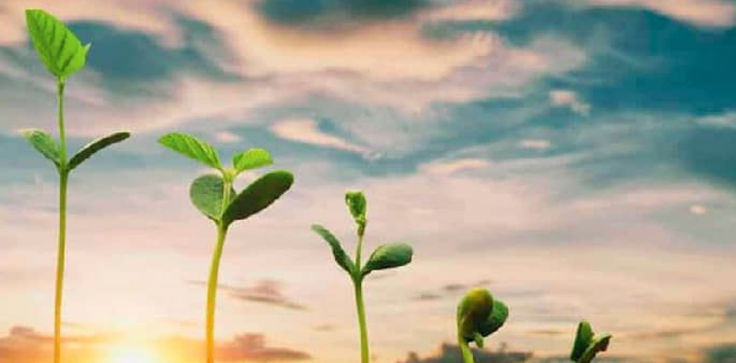 A line of plants starting with a seed through to a full grown plant.