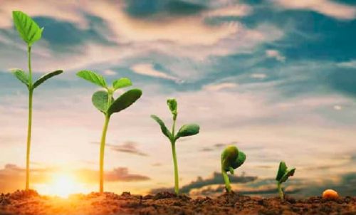 A line of plants starting with a seed through to a full grown plant.