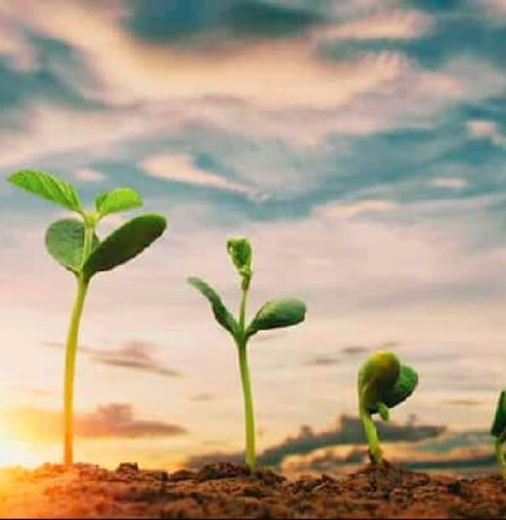 A line of plants starting with a seed through to a full grown plant.